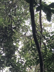 Gracula religiosa