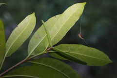 Mascarenhasia