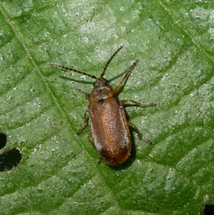 Galerucella calmariensis