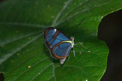 Ithomia agnosia zikani