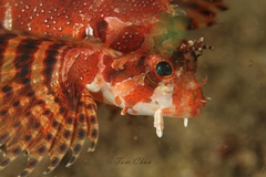 Dendrochirus brachypterus