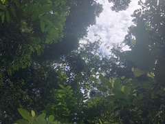 Strophanthus caudatus