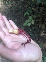 Strophanthus caudatus