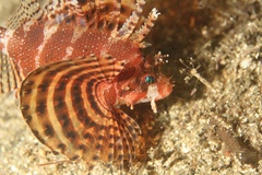 Dendrochirus brachypterus