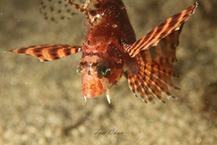 Dendrochirus brachypterus