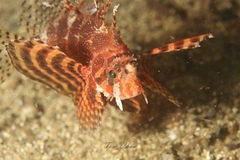 Dendrochirus brachypterus