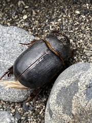 Pericoptus
