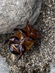 Pericoptus