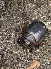 Pericoptus