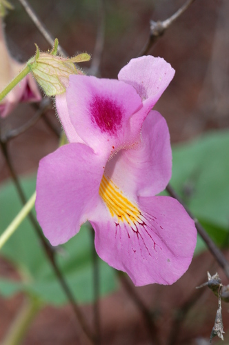 Subspecies Proboscidea parviflora sinaloensis · iNaturalist United Kingdom