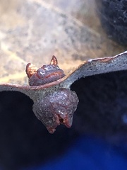 Polystepha symmetrica