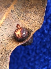 Polystepha symmetrica