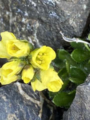 Draba ruaxes