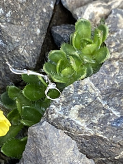Draba ruaxes