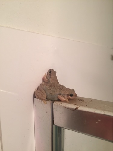 Desert Tree Frog