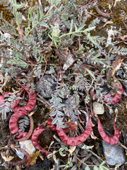 Astragalus nutzotinensis