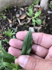 Dysphania ambrosioides