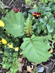 Solanum stramoniifolium
