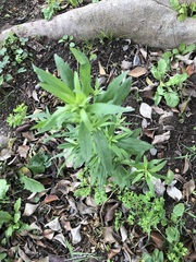 Dysphania ambrosioides