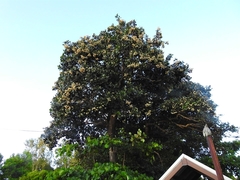 Syzygium forte