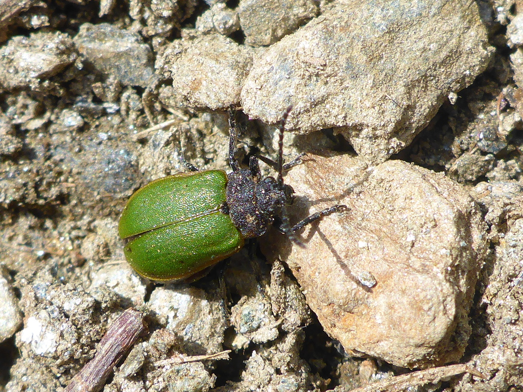 Galeruca haagi