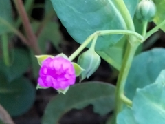 Corbichonia decumbens