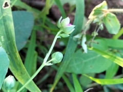 Corbichonia decumbens