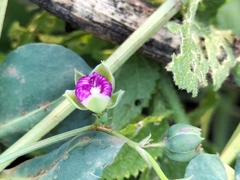 Corbichonia decumbens
