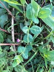 Corbichonia decumbens