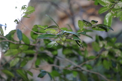 Dicoryphe