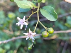Ehretia rigida nervifolia