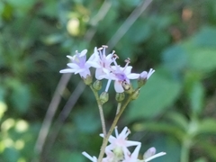 Ehretia rigida nervifolia