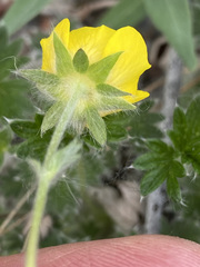 Potentilla vulcanicola