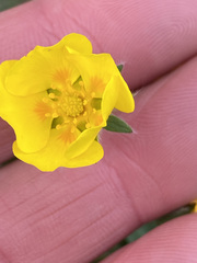 Potentilla vulcanicola