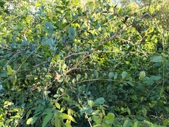 Ehretia rigida nervifolia