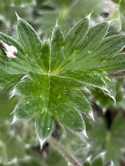 Potentilla vulcanicola