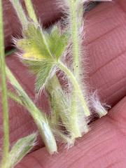 Potentilla vulcanicola