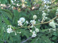 Senegalia schweinfurthii