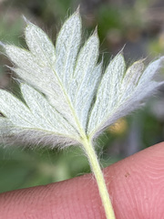 Potentilla vulcanicola