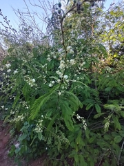 Senegalia schweinfurthii