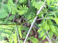 Senegalia schweinfurthii