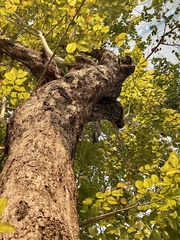 Pterocarpus macrocarpus