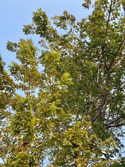 Pterocarpus macrocarpus