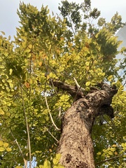 Pterocarpus macrocarpus