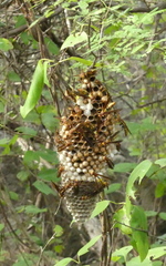 Polistes myersi