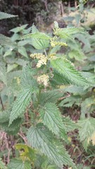 Urtica incisa