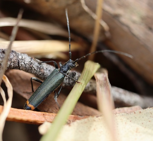 Nenenia fasciata