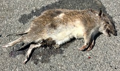 Isoodon obesulus obesulus