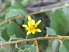 Grewia subspathulata