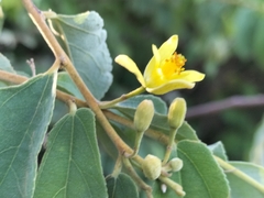 Grewia subspathulata